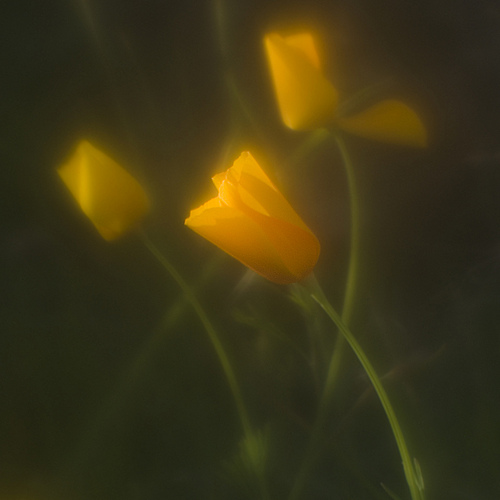 soft focus sample using a homemade apodization filter